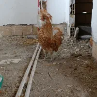 جوجه تزیینی سلطان پولند