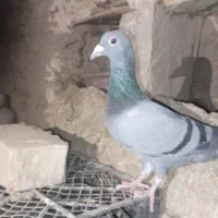 کبوتر سبز وسارعراقی