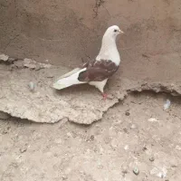 تعدادی کبوتر خوشکل