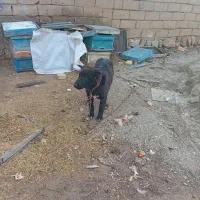 سگ گم شده|حیوانات|برخوار, |دیوار