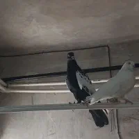 ۱۲۳۱۲۳