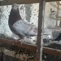 کفتر سرور سبز و شازده