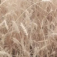 زمین اجاره ای