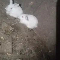 تعدادی بچه خرگوش لوپ سفید