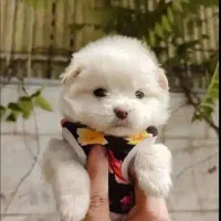 سگ پاپی عروسکی پشمالو سایز مینی 2/500