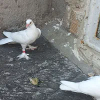 کبوتر لوطی قرمز گوز