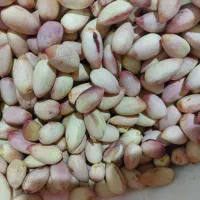 فروش پسته تازه