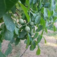 باغ گردو و میوه