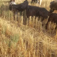فروش گله بز داشتی