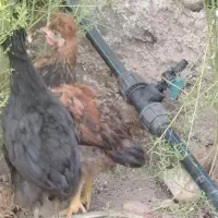 جوجه مرغ وجوجه خروس