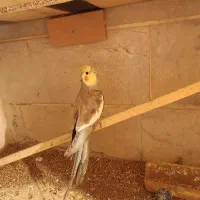 عروس هلندی نر