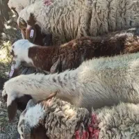 اغل کاه  زنده پرورش
