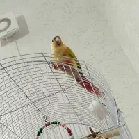 یه جفت ردچیک و گرینچیک فول رد
