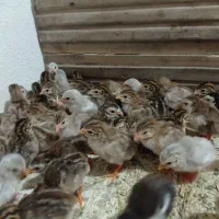 جوجه شاخدار و جوجه مرغ محلی اصیل