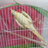 عروس هلندی