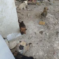 توله ژرمن|سگ|چاه ورز, |دیوار