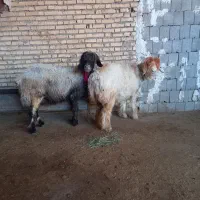 دوتامیش روزگاری کم یاب