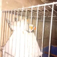 1جفت فنچ با تخم