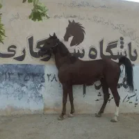 اسب|اسب و تجهیزات اسب‌سواری|یزد, |دیوار