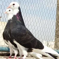 کفتر جوجه