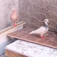جوجه زرد هفترنگ