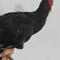 ۴ عدد خروس گلین