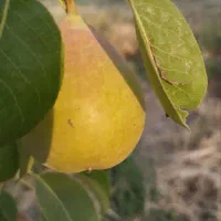 باغ در بارانلو