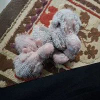 فروش یک عدد جوجه گرینچیک‌ اناناسی سرلاکی
