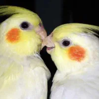 فروش پرنده