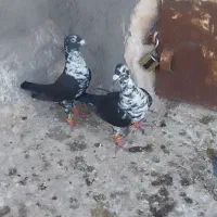 کبوتر|پرنده|تربت‌حیدریه, پائین ولایت|دیوار