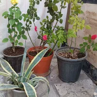 درخت نارنگی محلی میوه دار و تعدادی گل و گیاه