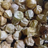 میوه فیسالیس