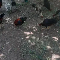 ۱۰عدد خروس محلی