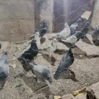 کبوتر|پرنده|بم, |دیوار