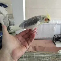 جفت عروس هلندی مولد با جوجه و قفس