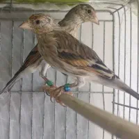 ۲تا سهره قناری جوجه نر عالی