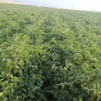 نیروی کار