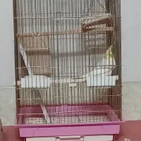 عروس هلندی لوتینو نر