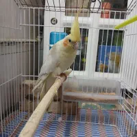 عروس هلندی زعفرانی ماده