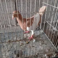 کفتر یهودی