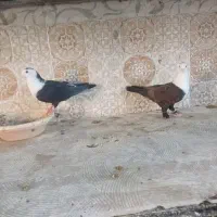کبوتر