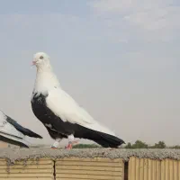 دمبی