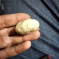 مهره خرچند عدد