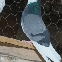 ۱۳عدد کفتر پرشی