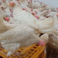 کفش ارزان ترازهمه جا