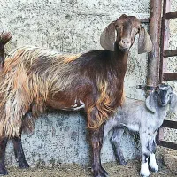 4بز، دو قلو زا درجه‌ یک داشتی