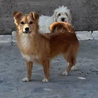 سگ روبایی آرام