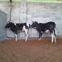 گوساله در حیوانات مزرعه