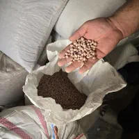 فروش عمده لوبیا چیتی