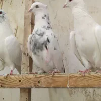 حراج کبوتر یا کفتر پرشی